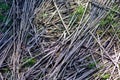 Prairie grass laying down on ground after flooding