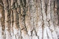 Background, texture, tree bark, centennial oak Royalty Free Stock Photo