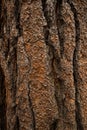 Background texture of tree bark. Old wood dry bark of the tree. Royalty Free Stock Photo