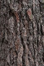 Background texture of tree bark. Old wood dry bark of the tree. Royalty Free Stock Photo