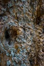 Background texture of tree bark. Old wood dry bark of the tree Royalty Free Stock Photo