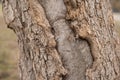 Background texture of tree bark. Skin the bark of a tree that traces cracking