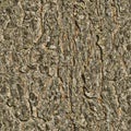 Background texture tree. seamless texture Royalty Free Stock Photo