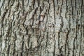 Background texture of a tree trunk Royalty Free Stock Photo