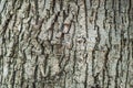 Background texture of a tree trunk