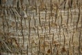 Background texture of tree trunk. Palm tree Royalty Free Stock Photo