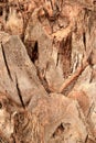 Background texture of tree trunk palm tree Royalty Free Stock Photo