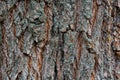 Background texture of tree trunk. Pine