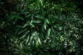 Background texture tropical flowers and leaves