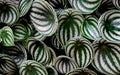 The background texture of Tropical `Peperomia Argyreia` or `watermelon Peperomia` plant with round silvery green leaves backgr