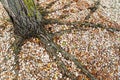 Background. Texture. trunk and roots of a tree, gravel and small autumn leaves.