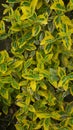 Background texture of a variegate foliage of beresklet - perfect for an garden. light green and yellow leaves. Selective