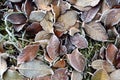 Background and texture of various autumn leaves lying on the ground and frozen Royalty Free Stock Photo