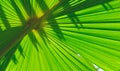 Background and texture of ventral side of green palm leaf with sunlight and shadow on dorsal side of leaf surface