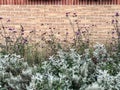 Background and texture of vintage style decorative grey plants with red bricks wall background Royalty Free Stock Photo