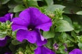 Background texture violet Petunia on the old street. Annual summer flowers close-up for balconies or vases on urban streets, Royalty Free Stock Photo