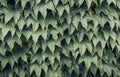 Background texture of the wall of green grape leaves overgrown with green leaves Royalty Free Stock Photo