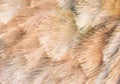 Background texture ostrich feathers in blurred motion Royalty Free Stock Photo