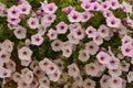 Background texture white with purple Petunia center. Annual summer flowers close-up for balconies or vases on streets, flower beds Royalty Free Stock Photo