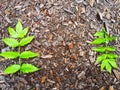 Background and texture with wood sawdust and green branches and leaves of mountain ash. Abstract background, frame Royalty Free Stock Photo