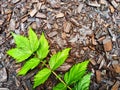 Background and texture with wood sawdust and green branches and leaves of mountain ash. Abstract background, frame Royalty Free Stock Photo