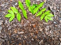 Background and texture with wood sawdust and green branches and leaves of mountain ash. Abstract background, frame Royalty Free Stock Photo