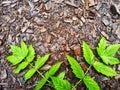 Background and texture with wood sawdust and green branches and leaves of mountain ash. Abstract background, frame Royalty Free Stock Photo