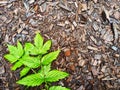 Background and texture with wood sawdust and green branches and leaves of mountain ash. Abstract background, frame Royalty Free Stock Photo