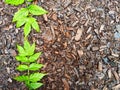 Background and texture with wood sawdust and green branches and leaves of mountain ash. Abstract background, frame Royalty Free Stock Photo