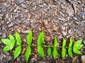 Background and texture with wood sawdust and green branches and leaves of mountain ash. Abstract background, frame Royalty Free Stock Photo