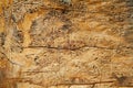 Background. the texture of the wood of the trunk of a tree eaten by beetles bark beetles. Pattern caused by bark beetles