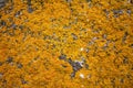 Background texture of Xanthoria parietina lichens Royalty Free Stock Photo