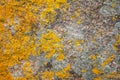 Background texture of Xanthoria parietina lichens Royalty Free Stock Photo