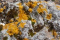 Background texture with yellow, green and gray moss with lichen on the stones. Royalty Free Stock Photo