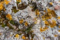 Background texture with yellow, green and gray moss with lichen on the stones. Royalty Free Stock Photo