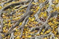 Background texture of yellow leaves in Autumn with big root of tree, foliage on the floor Royalty Free Stock Photo