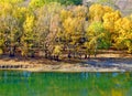 Background texture of yellow leaves autumn leaf background