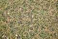 Background, texture, yellow pine needles on green grass, monochrome