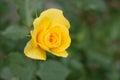 Background texture yellow rose flower