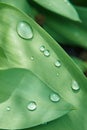 Background, texture. Young bright green tulip leaves with dew drops.