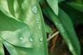 Background, texture. Young bright green tulip leaves with dew drops.