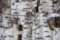 Background textured bark of a birch tree.