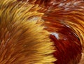 textures of bright iridescent feathers of a rooster bird in red and gold Royalty Free Stock Photo