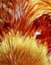 Background from textures of  iridescent feathers of a rooster bird in red and gold Royalty Free Stock Photo