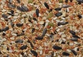 Mixed bird seed up close. Royalty Free Stock Photo