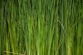 Background from thickets of green cattail