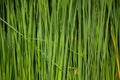 Background from thickets of green cattail