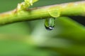 Background with a thin branch of a young plant with water drops Royalty Free Stock Photo