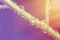 Background with a thin branch of a young plant with water drops Royalty Free Stock Photo