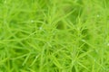 Background of thin fine bright green leaves with drops at summer